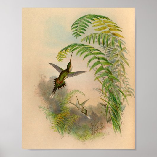  1861 Hermit Hummingbird Print (Voorkant)