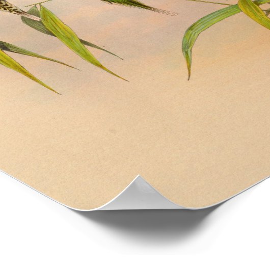  1861 Hermit Hummingbird Print (Hoek)