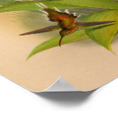  1861 Hermit Hummingbird Print (Hoek)