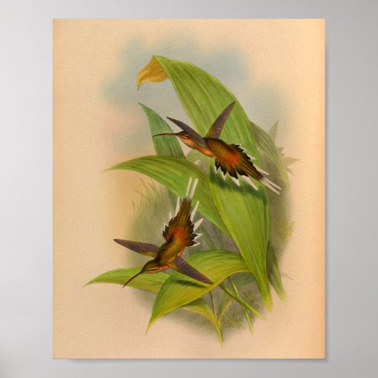  1861 Hermit Hummingbird Print (Voorkant)