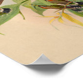 1861 Hermit Hummingbird Print (Hoek)