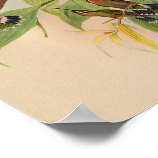 1861 Hermit Hummingbird Print (Hoek)