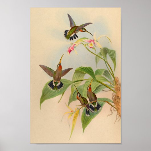 1861 Hermit Hummingbird Print (Voorkant)