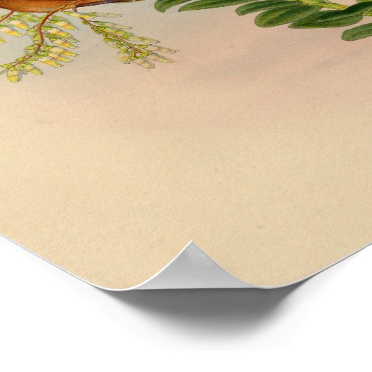  1861 Hermit Hummingbird Print (Hoek)