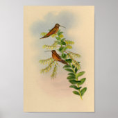  1861 Hermit Hummingbird Print (Voorkant)