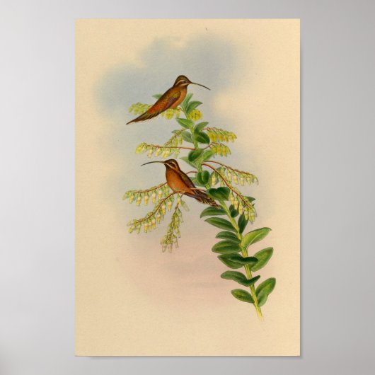  1861 Hermit Hummingbird Print (Voorkant)