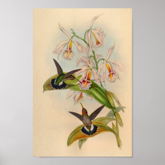 1861 Hermit Hummingbird Print (Voorkant)