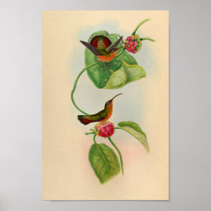  1861 Hermit Hummingbird Print
