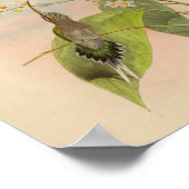  1861 Hermit Hummingbird Print (Hoek)