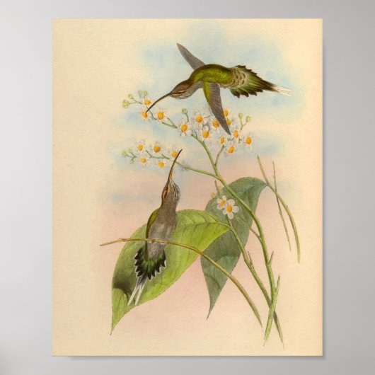  1861 Hermit Hummingbird Print (Voorkant)