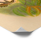  1861 Hermit Hummingbird Print (Hoek)