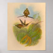  1861 Hermit Hummingbird Print (Voorkant)