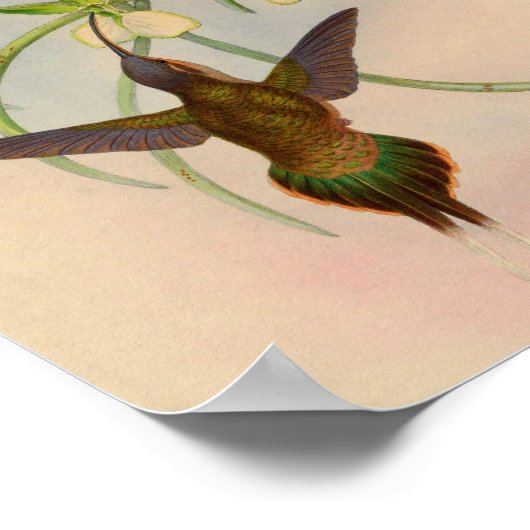 1861 Hermit Hummingbird Print (Hoek)