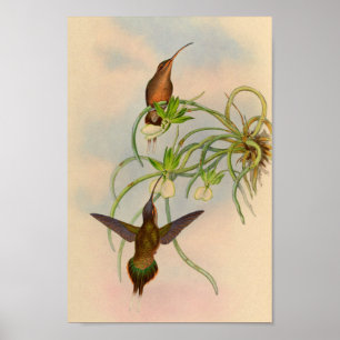 1861 Hermit Hummingbird Print
