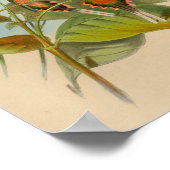 1861 Hermit Hummingbird Print (Hoek)