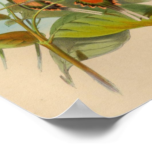  1861 Hermit Hummingbird Print (Hoek)