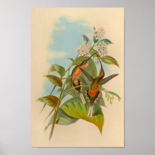  1861 Hermit Hummingbird Print