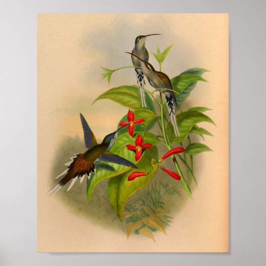  1861 Hummingbird Print Flowers (Voorkant)