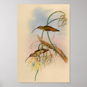 1861 Hummingbird Print Flowers