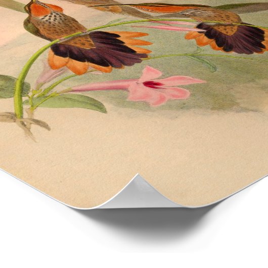  1861 Hummingbird Print Saw Billing (Hoek)