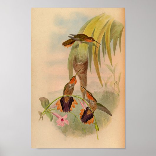  1861 Hummingbird Print Saw Billing (Voorkant)