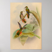  1861 Hummingbird Print Sickle Billing (Voorkant)