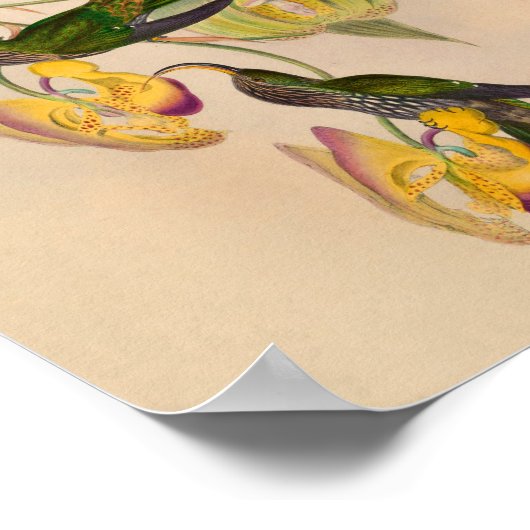  1861 Hummingbird Print Sickle Billing (Hoek)