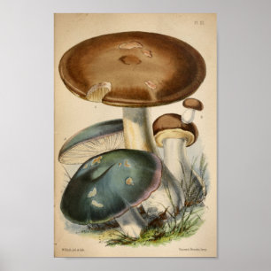  1863 Blauwe paddenstoelen Kunst afdrukken Poster