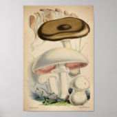  1863 Bruin witte paddenstoelen Kunst afdrukken Poster (Voorkant)