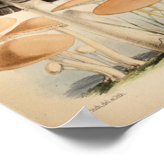 1863 Bruin witte Petten — Paddenstoelen Kunst afd Poster (Hoek)