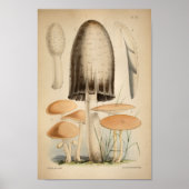 1863 Bruin witte Petten — Paddenstoelen Kunst afd Poster (Voorkant)