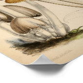 1863 Bruin witte Petten — Paddenstoelen Kunst afd Poster (Hoek)