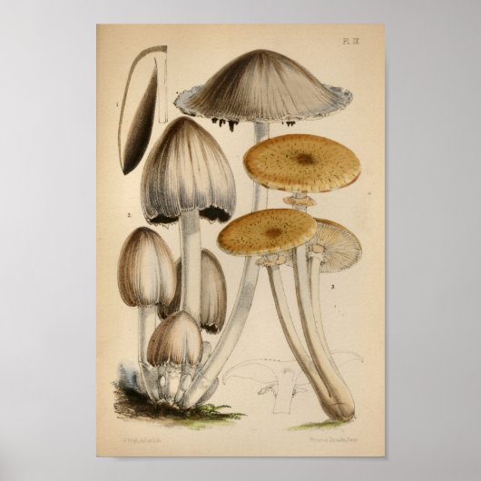 1863 Bruin witte Petten — Paddenstoelen Kunst afd Poster (Voorkant)