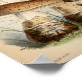  1863 Bruin witte Petten — Paddenstoelen Kunst afd Poster (Hoek)