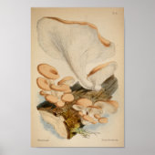  1863 Bruin-witte-stamhoutpaddenstoelen Kunst afdr Poster (Voorkant)