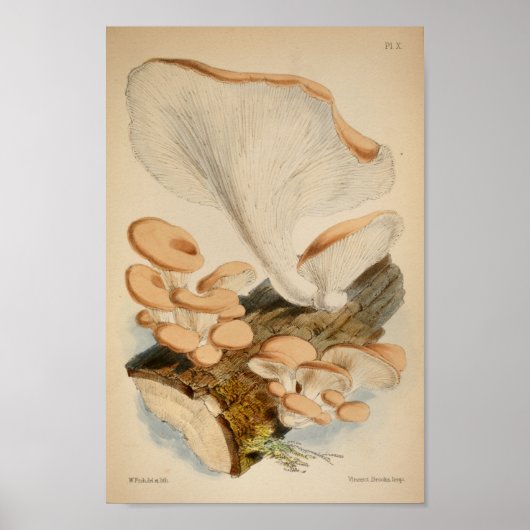  1863 Bruin-witte-stamhoutpaddenstoelen Kunst afdr Poster (Voorkant)