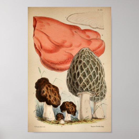 1863 Bruine Rode paddenstoelen Kunst afdrukken Poster (Voorkant)