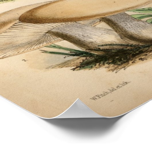  1863 Common White Mushrooms Art afdrukken Poster (Hoek)