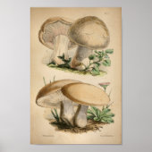  1863 Common White Mushrooms Art afdrukken Poster (Voorkant)