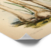 1863 Common White Mushrooms Art afdrukken Poster (Hoek)