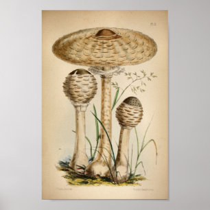  1863 Common White Mushrooms Art afdrukken Poster