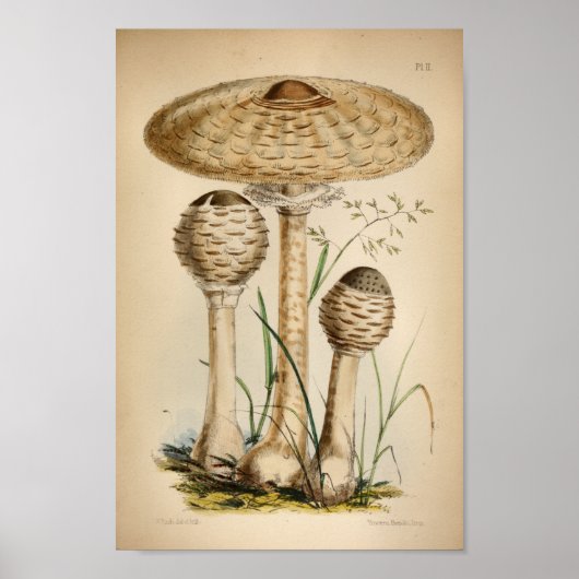 1863 Common White Mushrooms Art afdrukken Poster (Voorkant)
