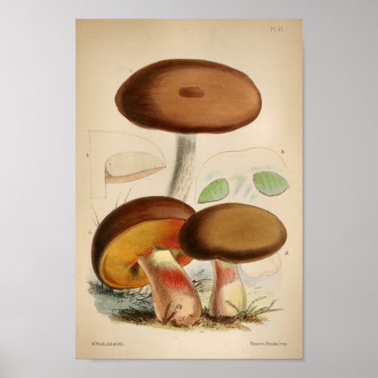  1863 Paddenstoelen met bruin Pet Kunst afdrukken Poster (Voorkant)