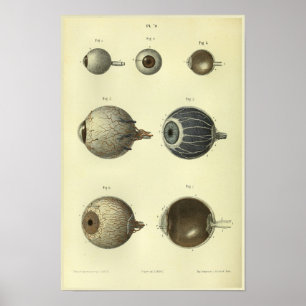 1866 Anatomie van het menselijk oog afdrukken Poster