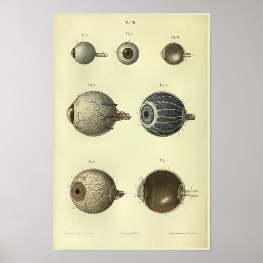 1866 Anatomie van het menselijk oog afdrukken Poster (Voorkant)