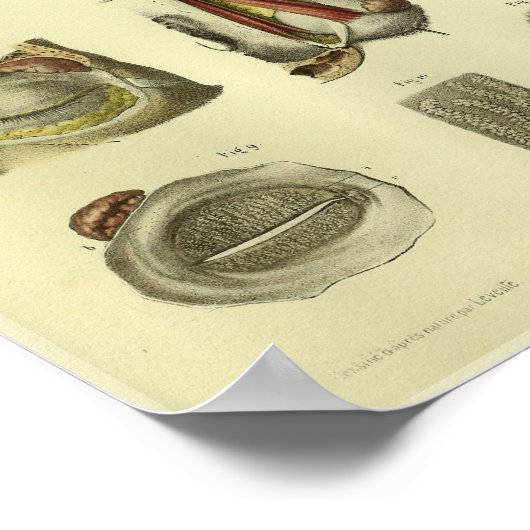 1866 Anatomie van het menselijk oog afdrukken Poster (Hoek)