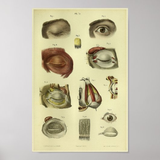 1866 Anatomie van het menselijk oog afdrukken Poster (Voorkant)