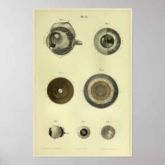 1866 Anatomie van het menselijk oog afdrukken Poster (Voorkant)