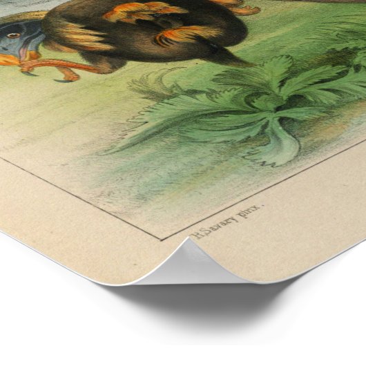 1866 Dodo Bird Color Print (Hoek)