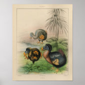 1866 Dodo Bird Color Print (Voorkant)